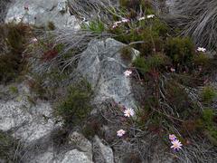 Senecio umbellatus