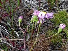 Senecio umbellatus