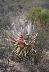 Aloe comosa