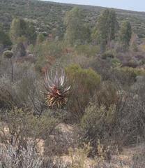 Aloe comosa