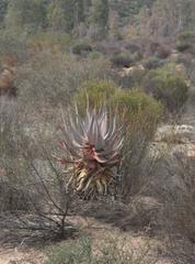 Aloe comosa