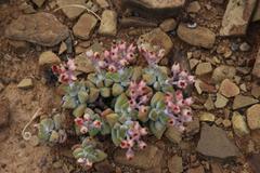 Crassula deltoidea