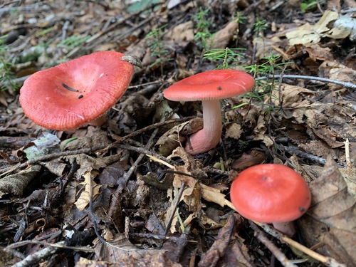 Russulaceae image