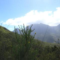 Liparia hirsuta