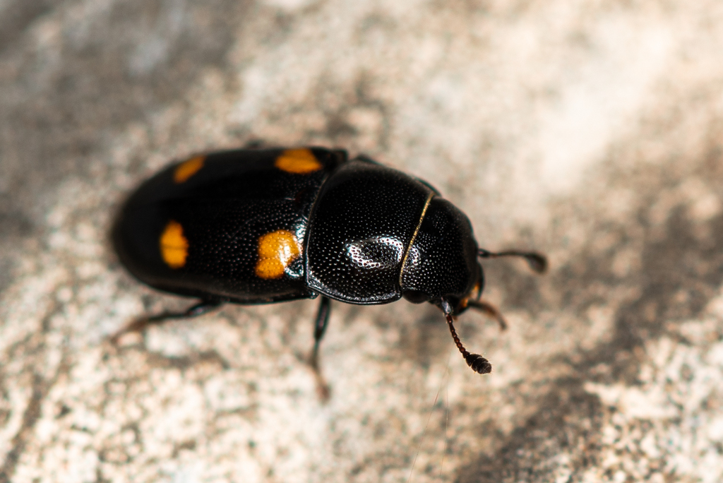 Glischrochilus hortensis
