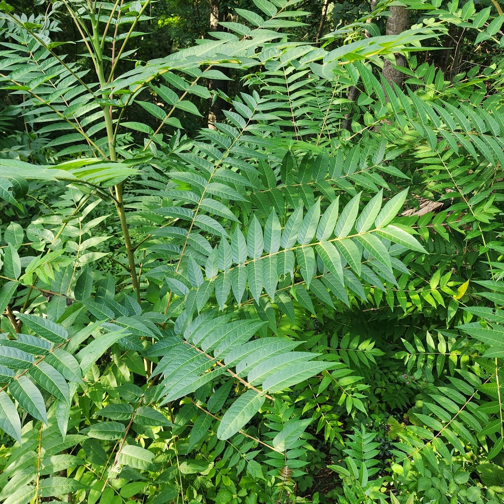 treeofheaven from Fabius Township, MI, USA on August 17, 2023 at 06