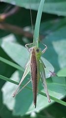 Anisoptera