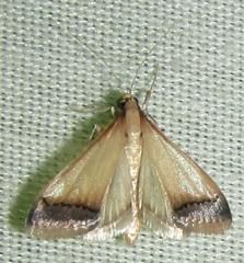 Pseudonoorda rubricostalis