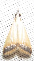 Pseudonoorda rubricostalis