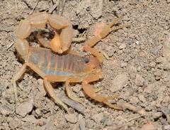 Parabuthus planicauda