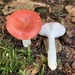 Russula montana - Photo (c) Alfredo Justo, some rights reserved (CC BY-NC), uploaded by Alfredo Justo