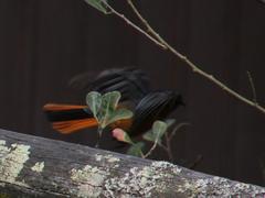 Cossypha dichroa dichroa