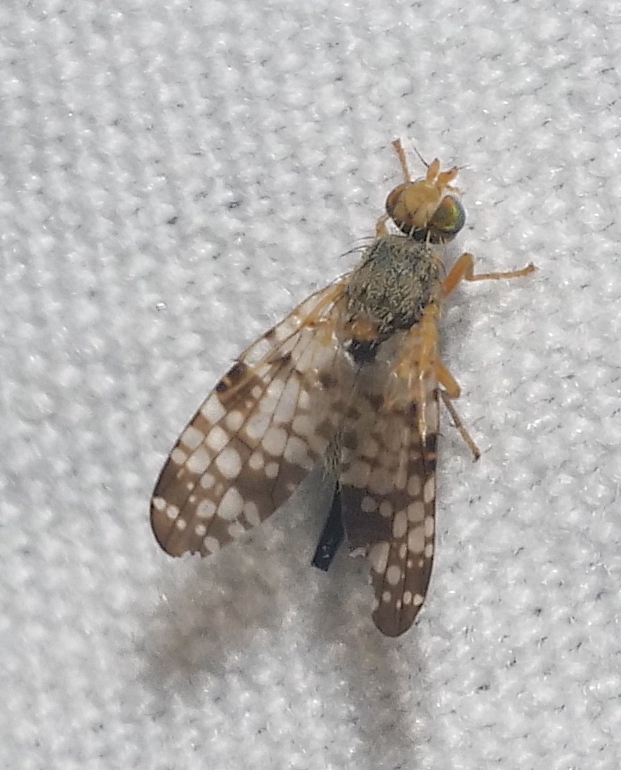 Campiglossa jamesi