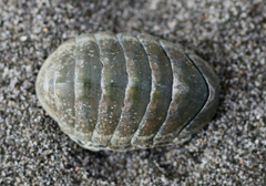 Chiton glaucus