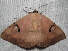 Hypopyra africana
