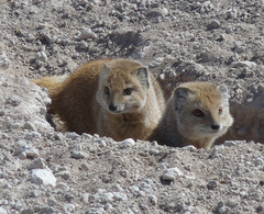 Cynictis penicillata