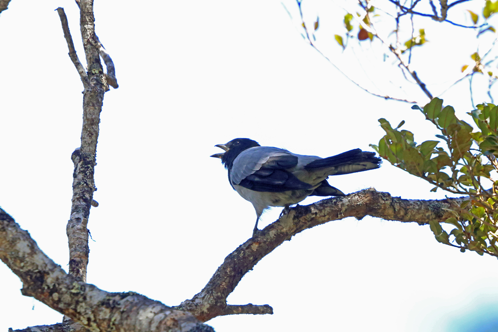 Hooded Cuckooshrike photo