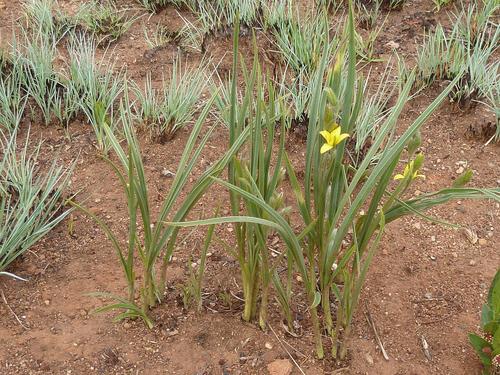 Hypoxis acuminata (Hypoxis acuminata)