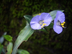 Commelina auriculata