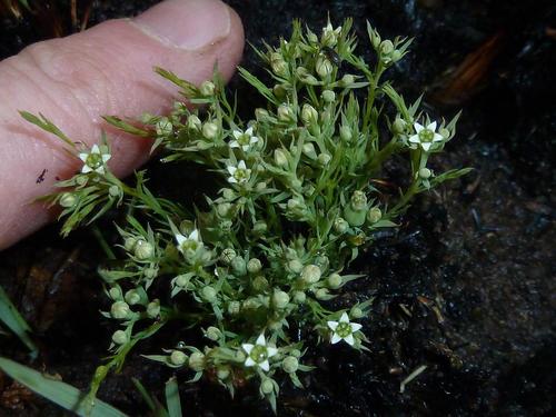 Image of Thesium costatum by (c) Andrew Hankey, some rights reserved (CC BY-SA)
