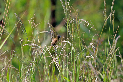 Black-breasted Mannikin (Lonchura teerinki), photo 2