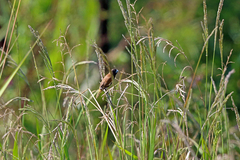 Black-Breasted Munia photo 2
