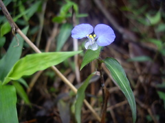 Commelina auriculata