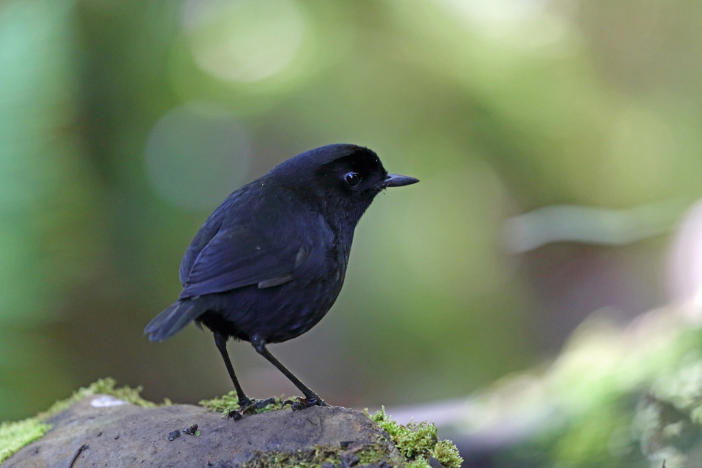 Lesser Melampitta photo