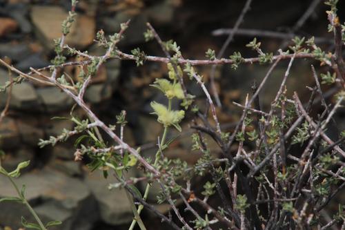 Image of Golden Stachys (Stachys aurea) by (c) Tony Rebelo, some rights reserved (CC BY-SA)