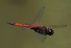 Tramea transmarina euryale