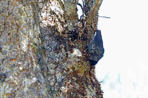 Black Sittella (Daphoenositta miranda), photo 5