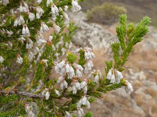 Image of Erica afrorum by (c) Andrew Hankey, some rights reserved (CC BY-SA)