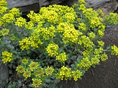 Odontarrhena obovata