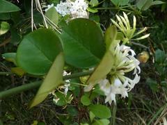 Carissa bispinosa