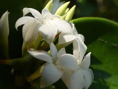 Carissa bispinosa