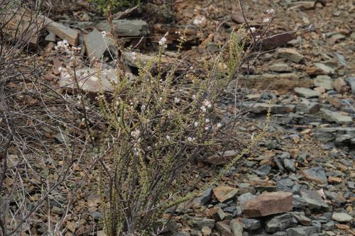 Image of Heath Kapok by (c) Tony Rebelo, some rights reserved (CC BY-SA)
