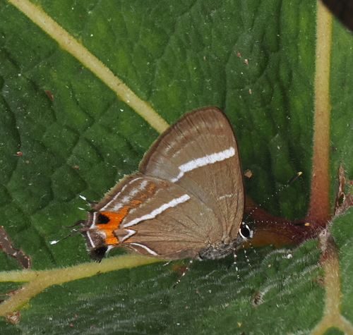 Lamprospilus draudti