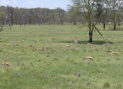 Eudorcas thomsonii