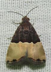 Ozarba hemiochra