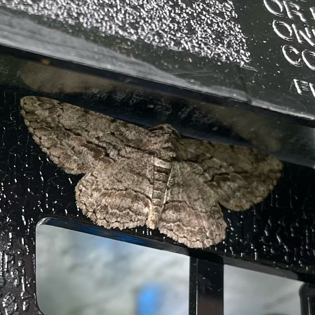 North American Common Gray from Peterborough on August 15, 2023 at 10: ...