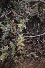 Crassula subaphylla subaphylla