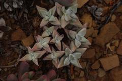 Crassula deltoidea