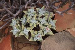Crassula deltoidea