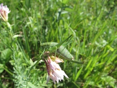 Poecilimon intermedius