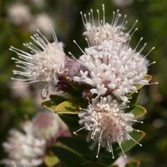 Leucospermum bolusii