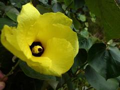 Hibiscus tiliaceus tiliaceus