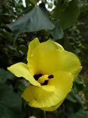 Hibiscus tiliaceus tiliaceus