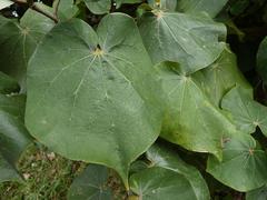 Hibiscus tiliaceus tiliaceus