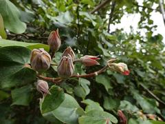 Hibiscus tiliaceus tiliaceus