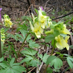 Corydalis bracteata